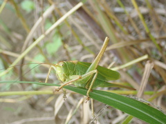 Tettigonia orientalis