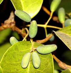 Olea dioica