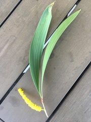 Acacia leptocarpa