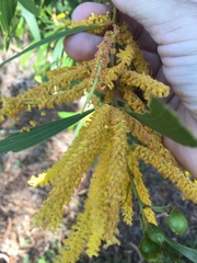 Acacia leptocarpa