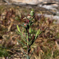 Pimelea linifolia collina