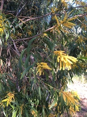 Acacia leptocarpa