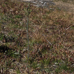 Pimelea linifolia collina