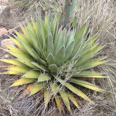Agave horrida