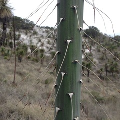 Agave horrida