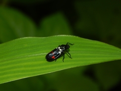 Callitettix versicolor