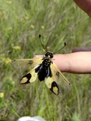 Libelloides macaronius
