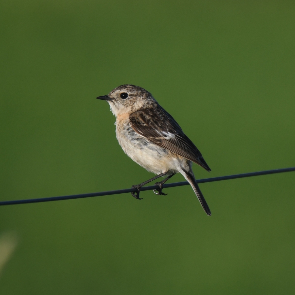 siberian-stonechat-from-82430-kitee-suomi-on-june-21-2020-at-08-18-pm