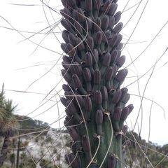 Agave horrida