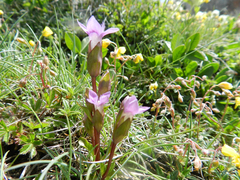 Gentianella campestris campestris