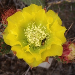 Opuntia huajuapensis