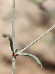 Eriogonum angulosum