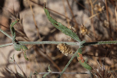 Eriogonum angulosum