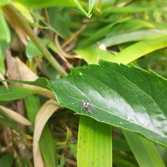 Anthomyia pluvialis