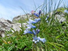 Brimeura amethystina