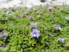 Globularia repens