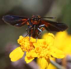 Synanthedon polygoni