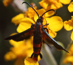 Synanthedon polygoni