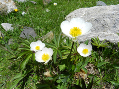 Ranunculus amplexicaulis