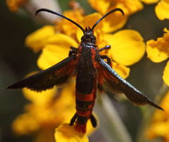 Synanthedon polygoni