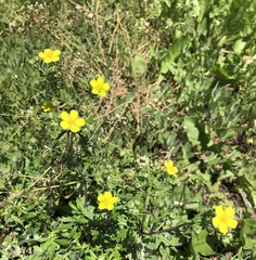 Potentilla argentea