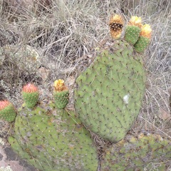 Opuntia huajuapensis