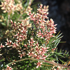 Acrothamnus melaleucoides