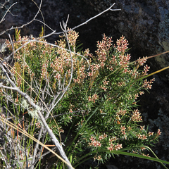 Acrothamnus melaleucoides