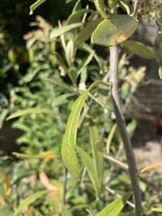 Olea europaea