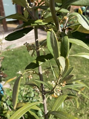 Olea europaea