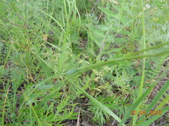 Eremogone longifolia