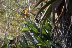 Strelitzia reginae