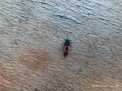 Harmonia axyridis