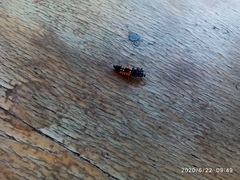 Harmonia axyridis