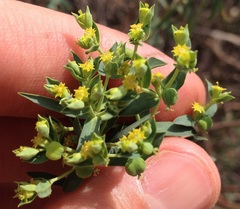 Euphorbia furcillata furcillata