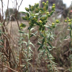Euphorbia furcillata furcillata