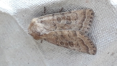 Hoplodrina octogenaria