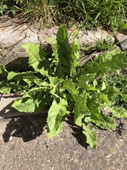 Taraxacum officinale