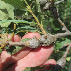 Callirhytis frequens