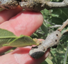 Callirhytis frequens