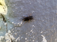 Heteroderes amplicollis