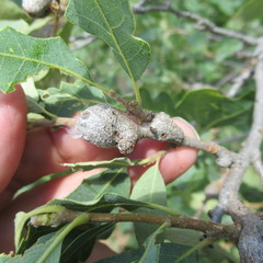 Callirhytis frequens