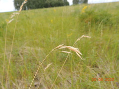 Helictotrichon desertorum