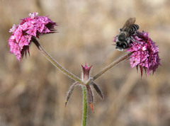 Chorizanthe douglasii