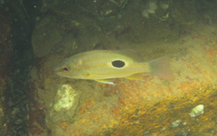 Lutjanus russellii