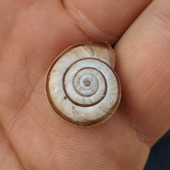 Helicella itala