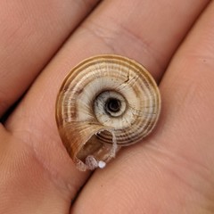 Helicella itala