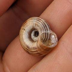Helicella itala