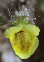 Erythranthe floribunda