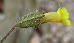 Erythranthe floribunda